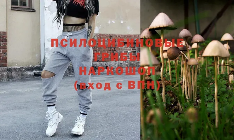 кракен онион  Жиздра  Псилоцибиновые грибы Psilocybe  где купить наркоту 